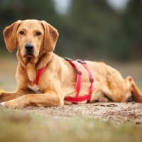 Aldo möchte seine Chance nutzen, Hund zur Adoption