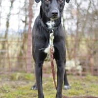 Liebes Mädchen Berta sucht eine Familie, Hündin zur Adoption