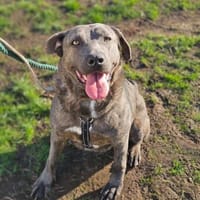 Zauberhafte Kuschelmaus Chloe, Hündin zur Adoption