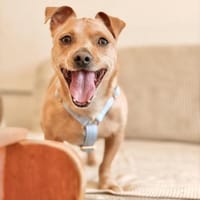 Iggy, sanfter Kuschelfreund, ca. 4 Jahre, Hund zur Adoption