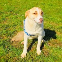 Zita eine tolle Familienhündin, Hündin zur Adoption