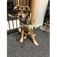 Niclas - wartet in 07751 Großpürschütz, Hund zur Adoption