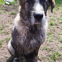 Yves ❤ in 26524 Hage, Hund zur Adoption
