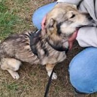 Verschmuster Teddy🌺 sucht sein Heim, Hund zur Adoption