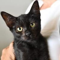 Pascal möchte endlich ankommen, Kater zur Adoption