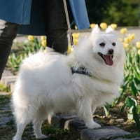 Charlie sucht sein liebevolles Zuhause, Hund zur Adoption