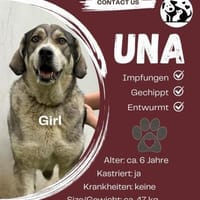 Hallo ich bin Una, Hündin zur Adoption