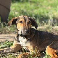 JUNO, verspielter Sonnenschein sucht, Hund zur Adoption