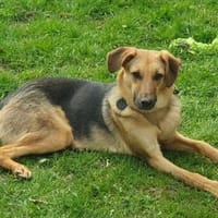 Elfi💕dabei sein, ist alles, Hündin zur Adoption