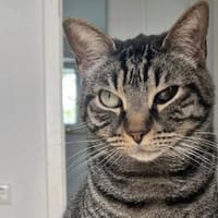 Antonio hofft auf seine neue Chance, Kater zur Adoption