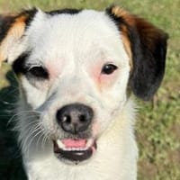 MINOU-zuckersüße Jung-Hündin, Hündin zur Adoption