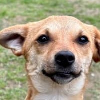 KARA-bezaubernde Welpen-Hündin, Hündin zur Adoption