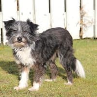 BOARU, kleiner Charmeur sucht, Hund zur Adoption