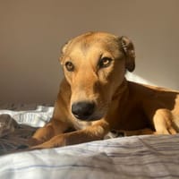 Zauberhafter Bunny sucht sein Zuhause, Hund zur Adoption