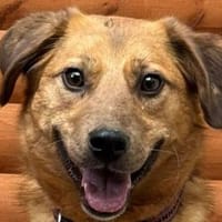 BECKY-hübsche,rehbraune Hündin,45 cm, Hündin zur Adoption