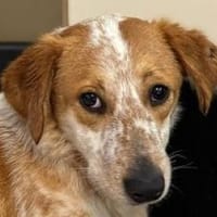 LUZ-wunderschöne, liebe Hündin, 41 cm, Hündin zur Adoption