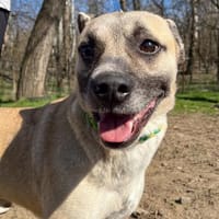 Nyüzsi, entspannter Herzenshund, ca. 2 J, Hund zur Adoption