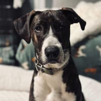 Joker - lebensfroher und herzlicher Rüde, Hund zur Adoption