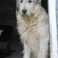 Luc - zutraulicher, aparter Rüde, Hund zur Adoption