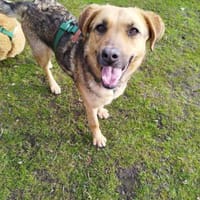 Erika ❤ in 26524 Hage, Hündin zur Adoption