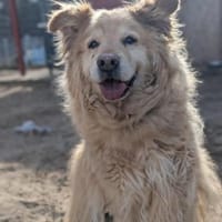 Benji, Hund zur Adoption