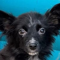 TWIX-selbstbewußter, aktiver Welpen-Rüde, Hund zur Adoption