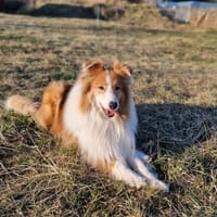 Marley, Hund zur Adoption