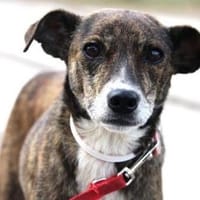 Ganya schließt man sofort ins Herz!, Hündin zur Adoption