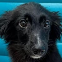 TOKIO-süßer, verspielter Welpen-Rüde,, Hund zur Adoption