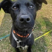 Livia wartet auf ihr Für-Immer Zuhause!, Hündin zur Adoption