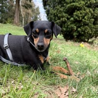 Mia wartet südlich von Hamburg!, Hündin zur Adoption