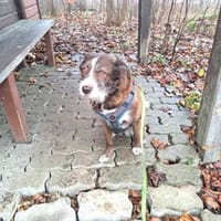 Unser Sonnenschein Kira, Hündin zur Adoption