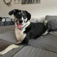 Mira - die Schöne, Hündin zur Adoption