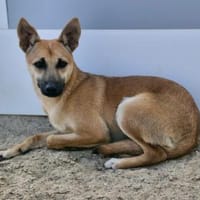 Elli, Hündin zur Adoption