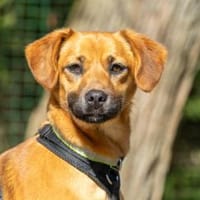 Lissx, Hündin zur Adoption