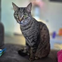 Gnadenplatz für scheue Milly gesucht, Katze zur Adoption