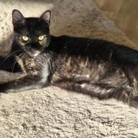 Verschmuste liebevolle Betty, Katze zur Adoption