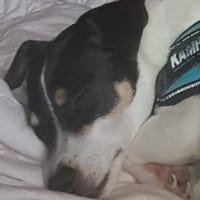 Stella - Aktive Jack Russell-Dame, Hündin zur Adoption