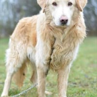 Golden Retriever Raffi sucht ein Zuhause, Hund zur Adoption