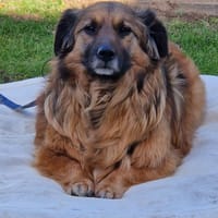 Muffin, ein Seelenhund sucht sein Glück, Hund zur Adoption