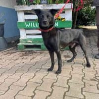 Tabata noch unsicher, Hund zur Adoption