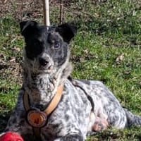 Darf Rocky nochmal ankommen?, Hund zur Adoption