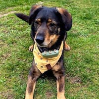 Rocky der Kuschelbär, Hund zur Adoption