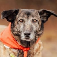 Camina - wartet in 91489 Wilhelmsdorf, Hündin zur Adoption