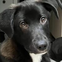 Kleiner Herzensbrecher Picu, Hund zur Adoption