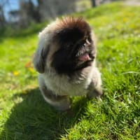 Eduard sucht Pekinesen-Liebhaber, Hund zur Adoption