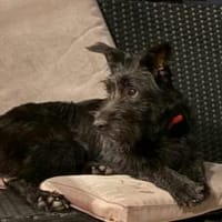 Möchtest du Pineta kennenlernen?, Hündin zur Adoption