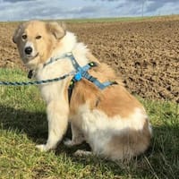 NOAH auf Pflegestelle in 65... Hünfelden, Hund zur Adoption