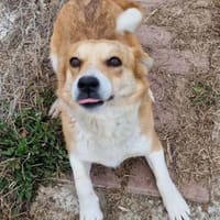 Nele, Zuckerschnute sucht ihre Menschen, Hündin zur Adoption