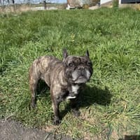 Angel - Vermittlungshilfe, Hündin zur Adoption